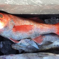 康仁丸・ジギング釣り果